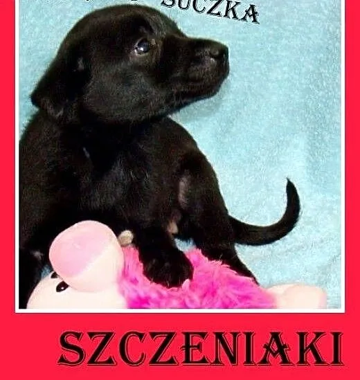 9 szczeniaków,małe,średnie,pieski,suczki do adopcj