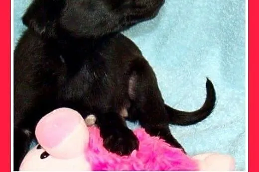 9 szczeniaków,małe,średnie,pieski,suczki do adopcj
