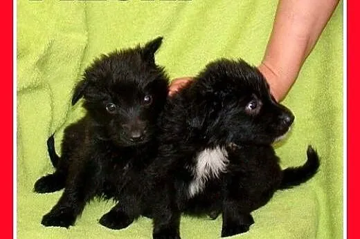 9 szczeniaków,małe,średnie,pieski,suczki do adopcj