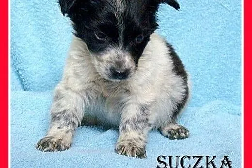 9 szczeniaków,małe,średnie,pieski,suczki do adopcj