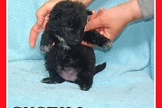 9 szczeniaków,małe,średnie,pieski,suczki do adopcj