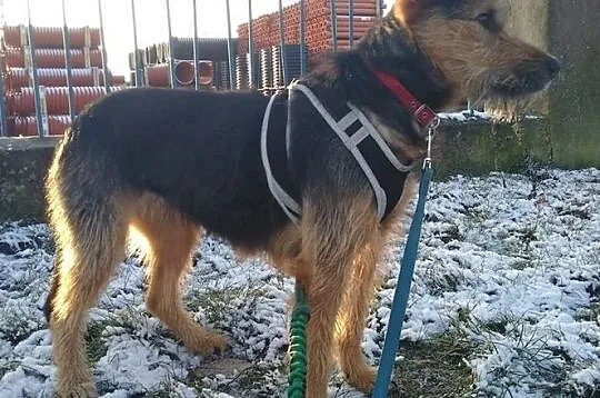 Vaiana-śliczna, młoda sunia w typie teriera czeka na dom, Wielkopolskie, Poznań