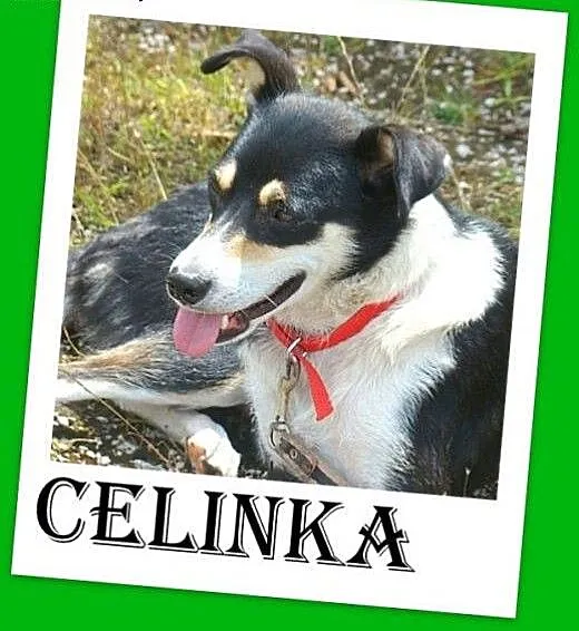 10kg,łagodna,przyjazna,wesoła suczka CELINKA.Adopc