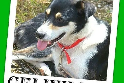 10kg,łagodna,przyjazna,wesoła suczka CELINKA.Adopc