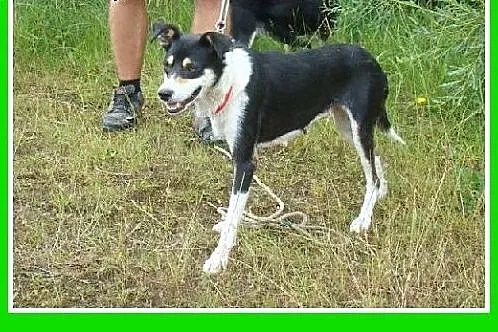 10kg,łagodna,przyjazna,wesoła suczka CELINKA.Adopc