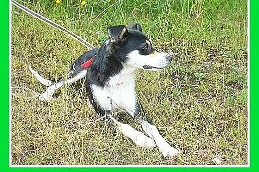10kg,łagodna,przyjazna,wesoła suczka CELINKA.Adopc