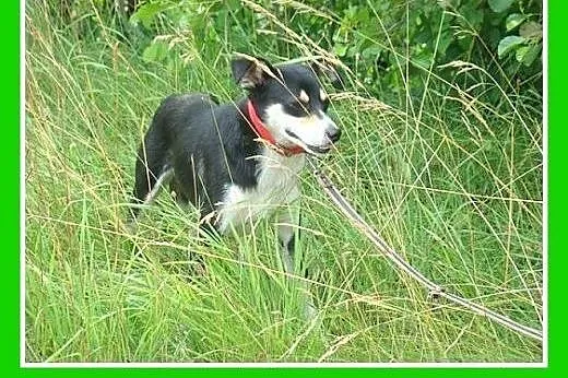 10kg,łagodna,przyjazna,wesoła suczka CELINKA.Adopc