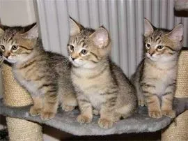 Kocięta rasy bobtail, radosne, posiadają wszystkie dokumenty.