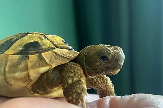 Żółw grecki z terrarium i pełnym wyposażeniem