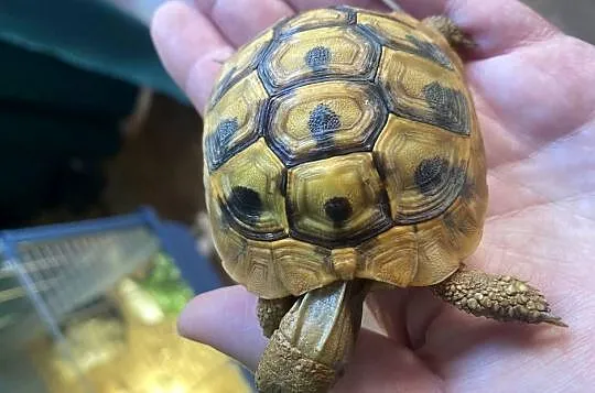 Żółw grecki z terrarium i pełnym wyposażeniem, Warmińsko-mazurskie, Olsztyn