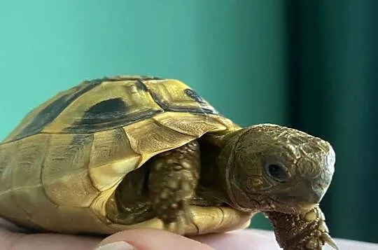 Żółw grecki z terrarium i pełnym wyposażeniem, Warmińsko-mazurskie, Olsztyn