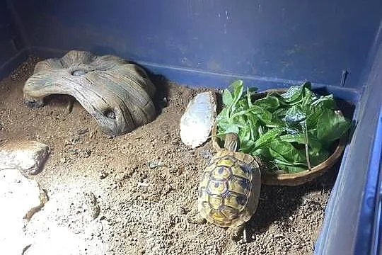 Żółw grecki z terrarium i pełnym wyposażeniem, Warmińsko-mazurskie, Olsztyn