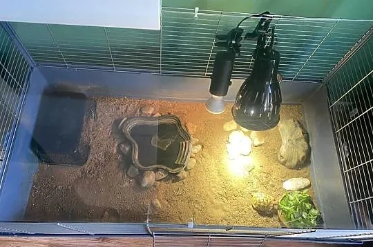 Żółw grecki z terrarium i pełnym wyposażeniem, Warmińsko-mazurskie, Olsztyn