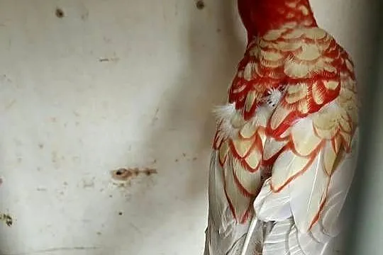 Papugi rozelle królewskie, Mazowieckie, Sochaczew