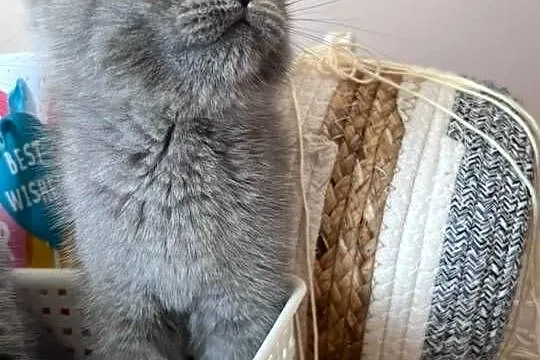 Kotka Brytyjska Krótkowłosa, Dolnośląskie, Wrocław