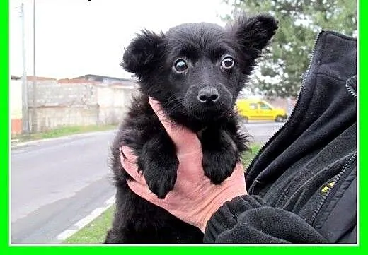 Trzy szczeniaki,suczki w schronisku, do adopcji,