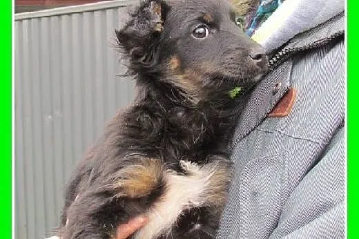 Trzy szczeniaki,suczki w schronisku, do adopcji,  