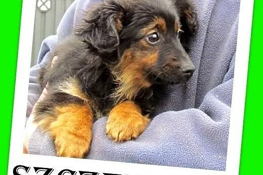Trzy szczeniaki,suczki w schronisku, do adopcji,  