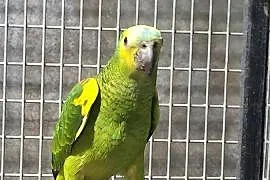 Amazonka niebieskoczelna Xanthopteryx 2025