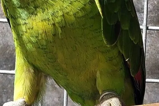 Amazonka niebieskoczelna Xanthopteryx 2025, Kujawsko-pomorskie, Aleksandrów Kujawski