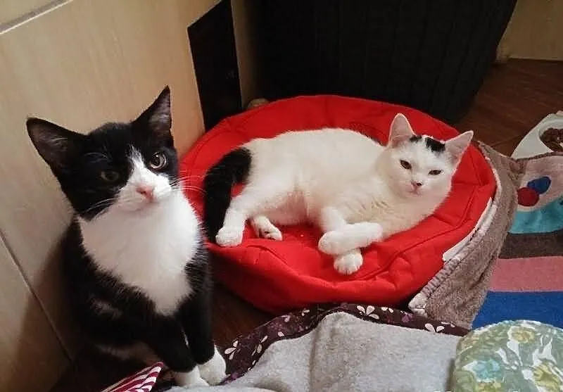 Do adopcji... Diablęta!