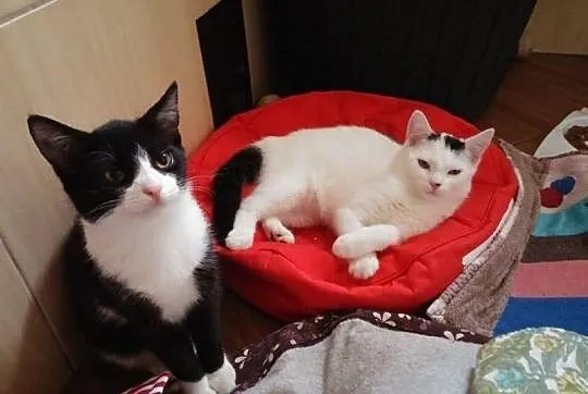 Do adopcji... Diablęta!