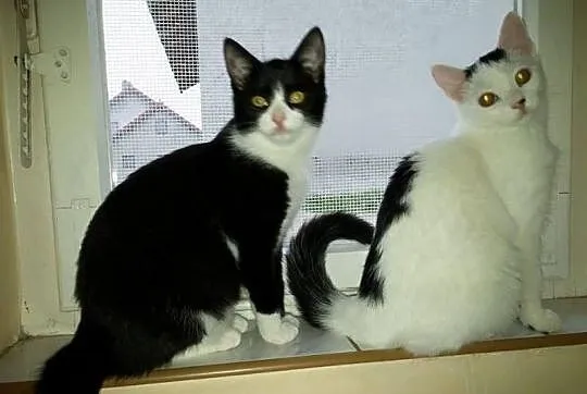 Do adopcji... Diablęta!
