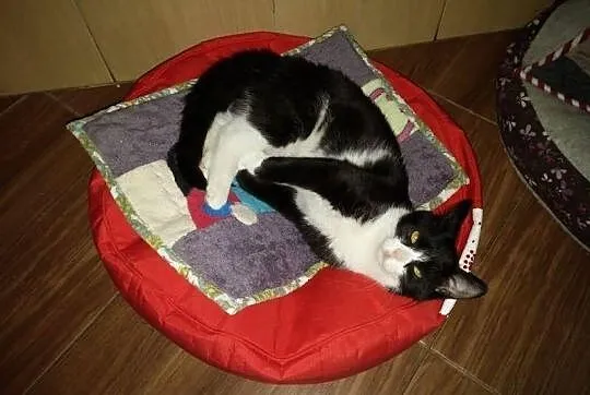 Do adopcji... Diablęta!
