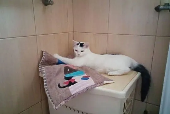 Do adopcji... Diablęta!
