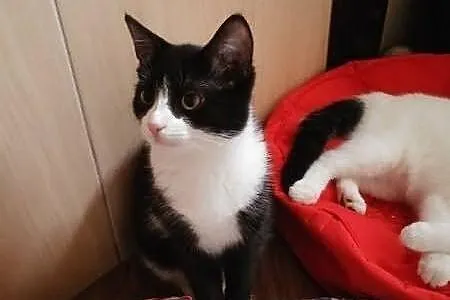 Do adopcji... Diablęta!
