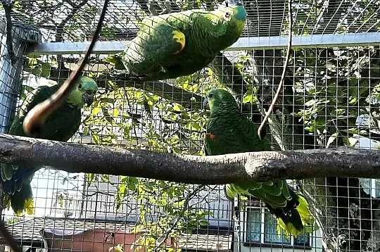 Amazonki niebieskoczelne, Małopolskie, Skała