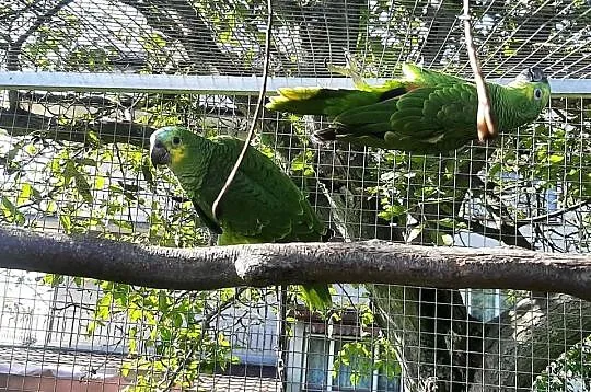 Amazonki niebieskoczelne, Małopolskie, Skała