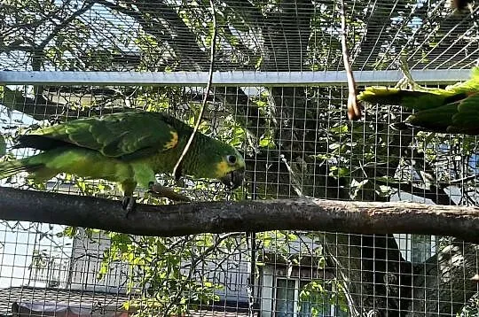 Amazonki niebieskoczelne, Małopolskie, Skała