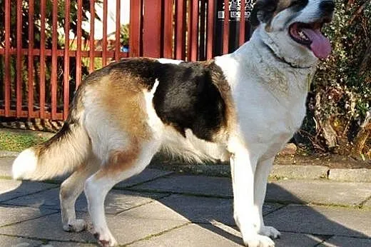 Wyjątkowa Panda suczka TRIKOLOR szuka domu,  Kunde
