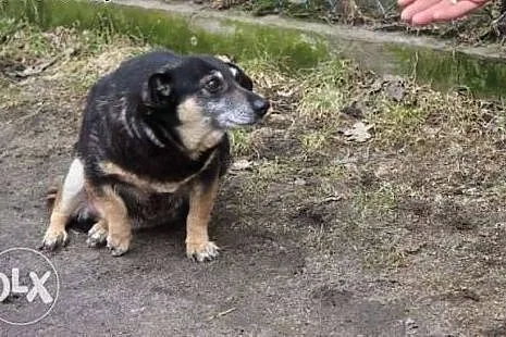 Pola maleńka sunia szuka DOMU  ,  łódzkie Łódź