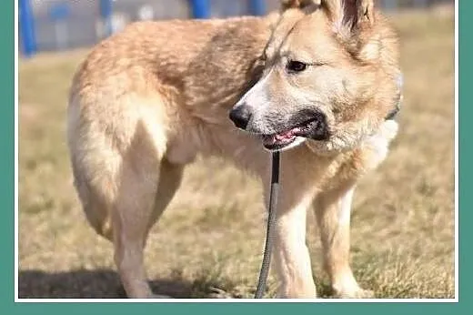 Średni ,1,5 roczny, do domu z ogródkiem,psiak FIGA