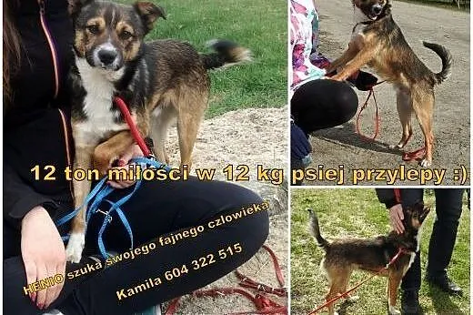 Młody, kochany piesek Henio szuka pilnie domu.,  lubelskie Lublin