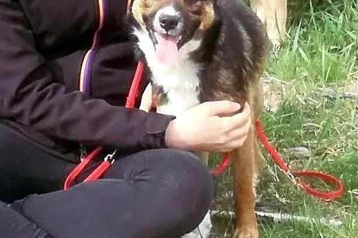Młody, kochany piesek Henio szuka pilnie domu.,  l