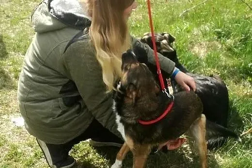 Młody, kochany piesek Henio szuka pilnie domu.,  l