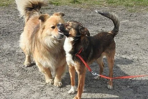 Młody, kochany piesek Henio szuka pilnie domu.,  l