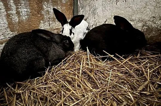 Olbrzymy Srokacze samce - szczepione, Łódzkie, Wieluń