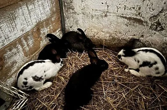 Olbrzymy Srokacze samce - szczepione, Łódzkie, Wieluń