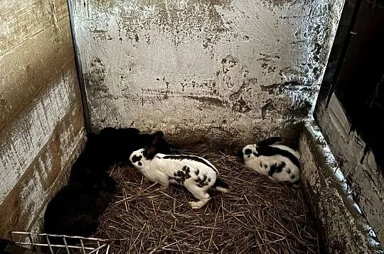 Olbrzymy Srokacze samce - szczepione, Łódzkie, Wieluń