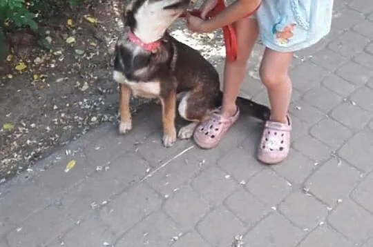 Sara- urocza 8-miesięczna suczka czeka na adopcję