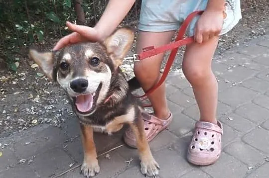 Sara- urocza 8-miesięczna suczka czeka na adopcję, Łódzkie, Łódź