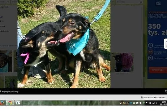 Placek, pies bez szczęścia czeka na swoją szansę