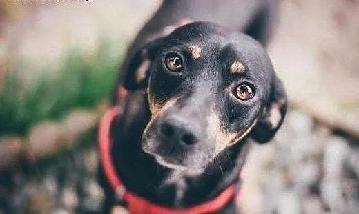 Lola - urocza, młodziutka sunia w typie GOŃCZEGO -