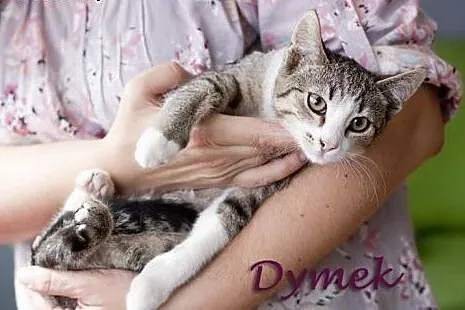 Dyzio i Dymek &#8211; chłopaki z budowy,  łódz