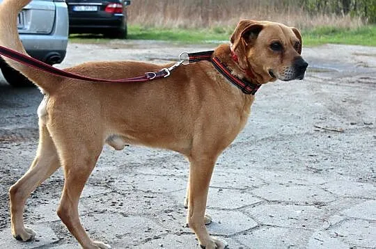 Przyjacielski psiak Kuba szuka domu!, , Głogów