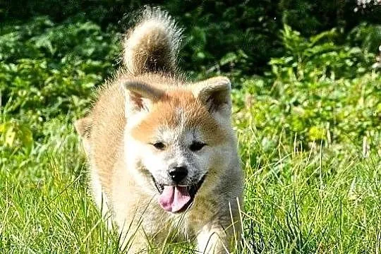 Akita japońska,czerwona suczka z rodowodem FCI,gotowa do odbioru, Dolnośląskie, Wołów